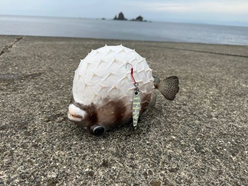 フグの釣果