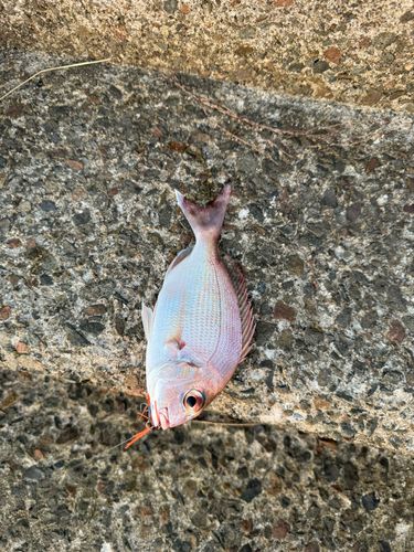 羊角湾
