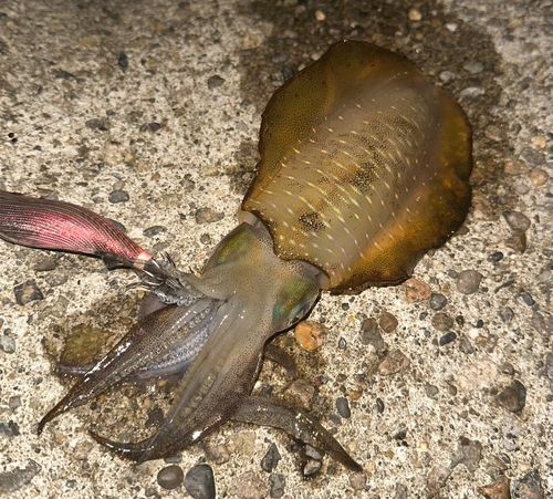 アオリイカの釣果