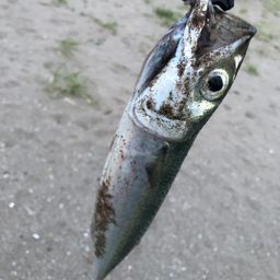 サバ