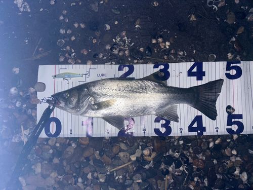 シーバスの釣果