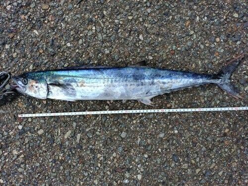 ナギの釣果