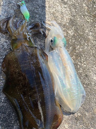アオリイカの釣果