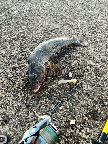 アイナメの釣果