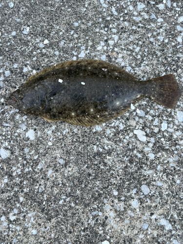 ヒラメの釣果