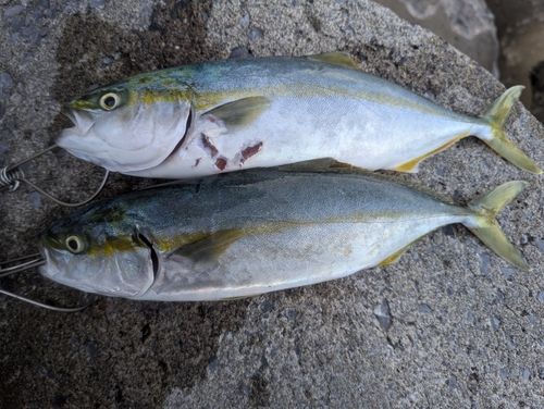 フクラギの釣果