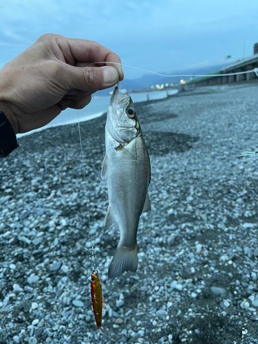 国府津海岸