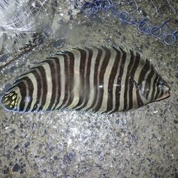 シマウシノシタ