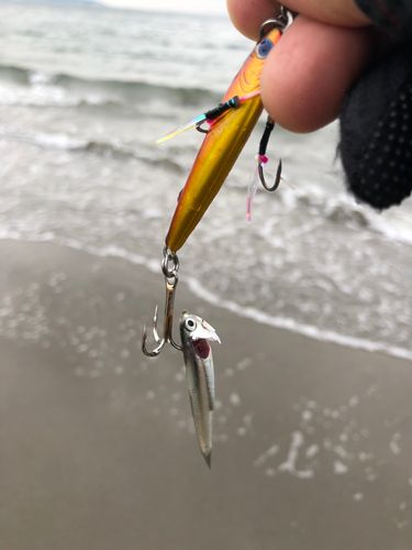 イワシの釣果