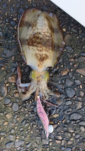 アオリイカの釣果