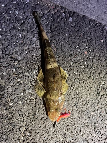 コチの釣果