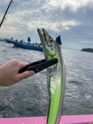 タチウオの釣果