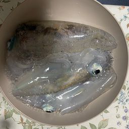 アオリイカ