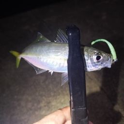 アジ