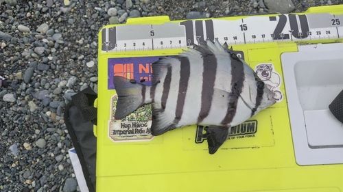 サンバソウの釣果