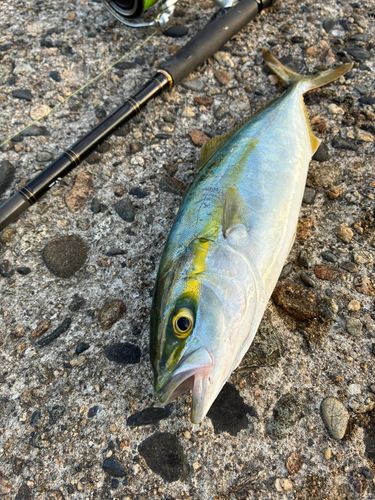 ワカシの釣果