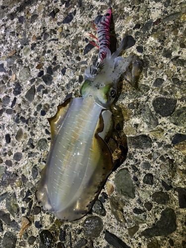 大浜釣り公園（金沢港ふれあい広場）