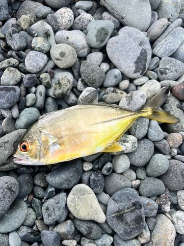 ソウダガツオの釣果