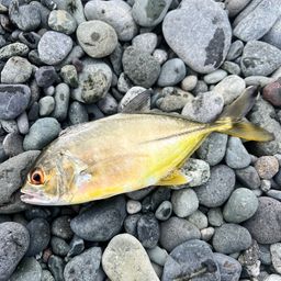 ソウダガツオ