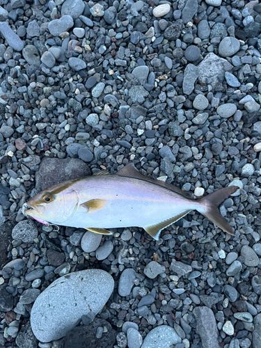 カンパチの釣果