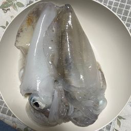 アオリイカ