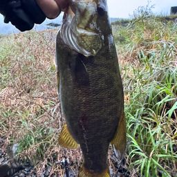 スモールマウスバス