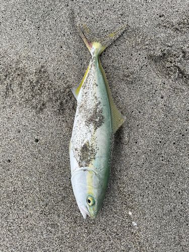 イナダの釣果