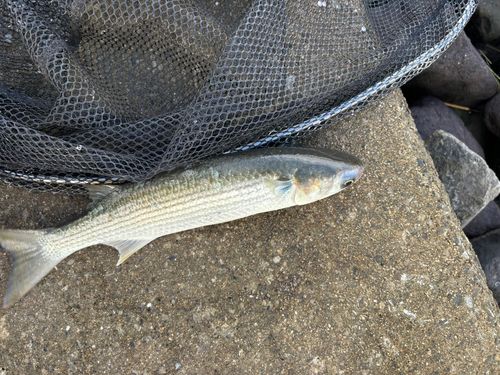 ボラの釣果