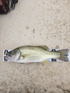 ラージマウスバスの釣果