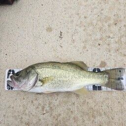 ラージマウスバス