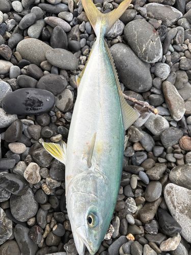 ワカナゴの釣果
