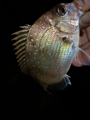 チャリコの釣果