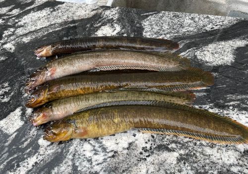 ダイナンギンポの釣果
