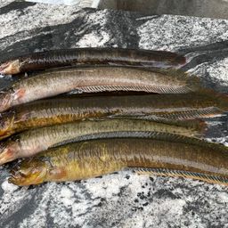 ダイナンギンポ