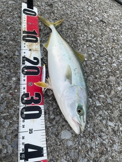 フクラギの釣果