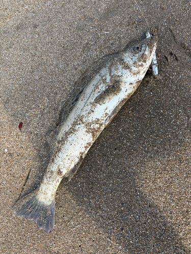 青塚海岸