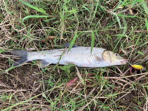 ニゴイの釣果