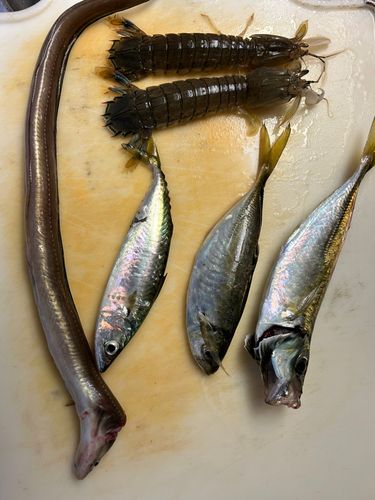 アナゴの釣果