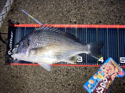キビレの釣果