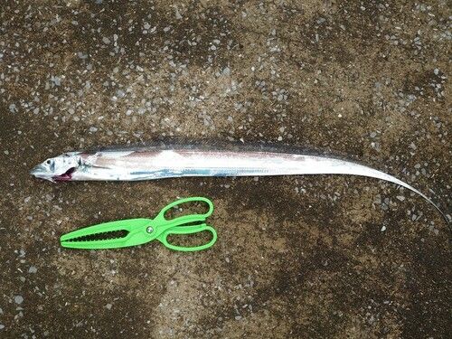 タチウオの釣果