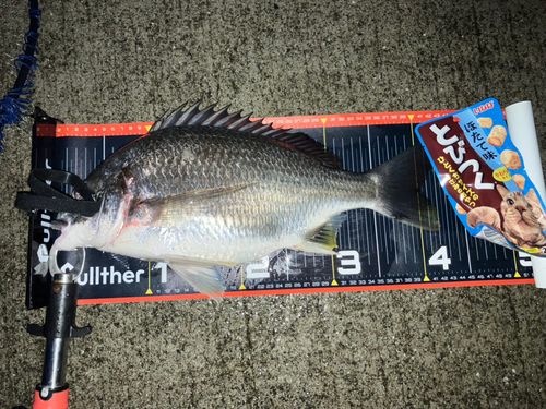 キビレの釣果
