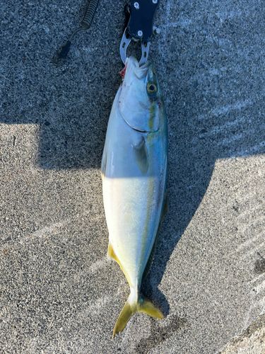 ワカシの釣果