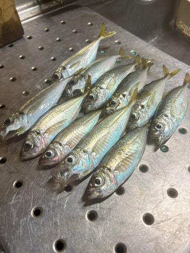 八代海