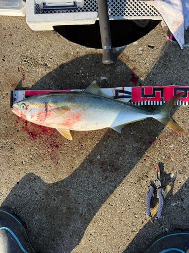 イナダの釣果