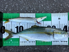 フクラギの釣果