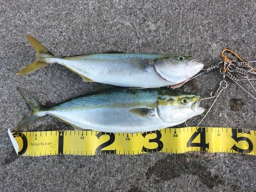 フクラギの釣果