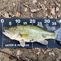 ラージマウスバス