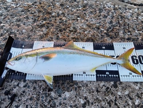 ワラサの釣果