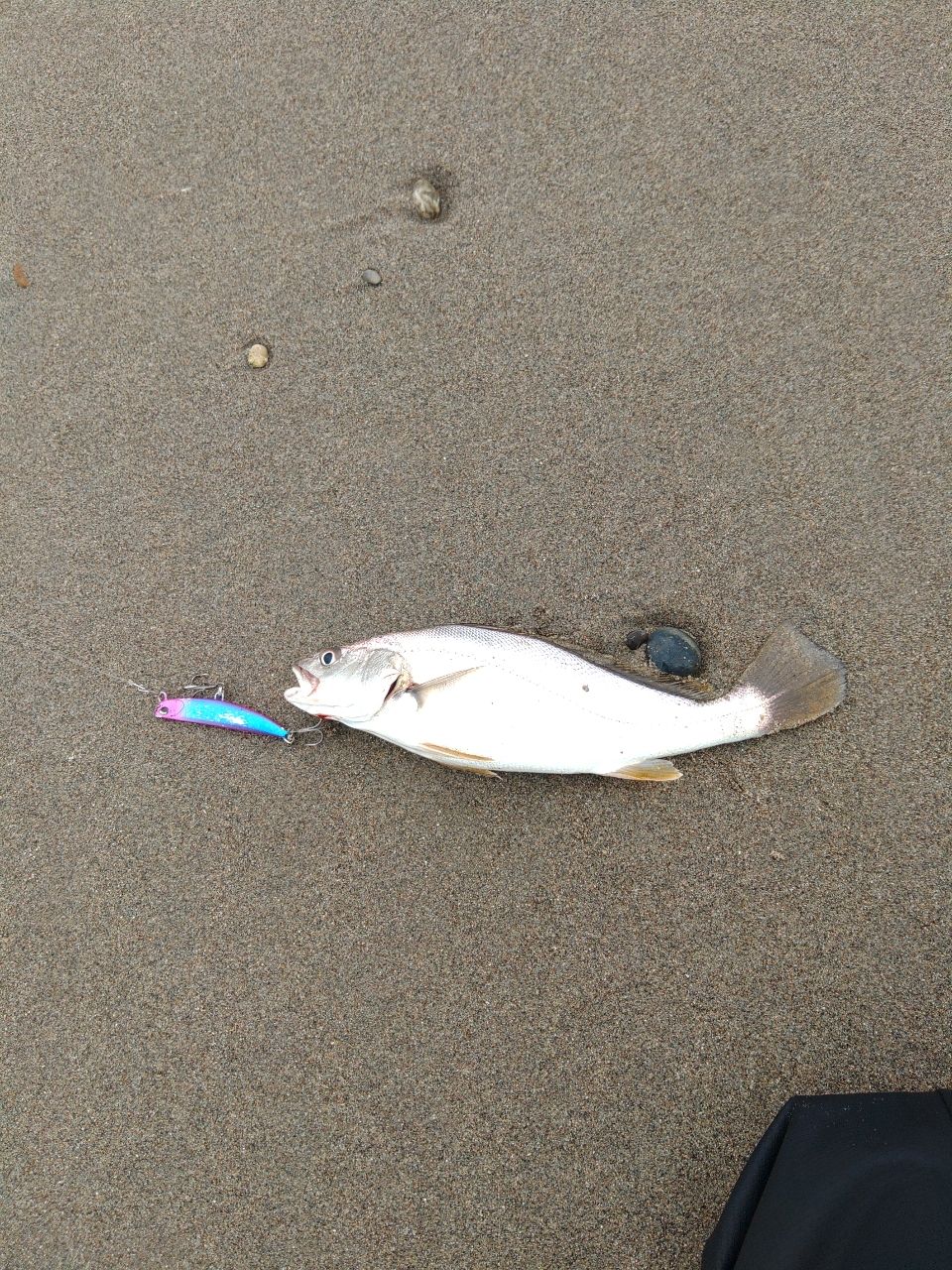 ニベ