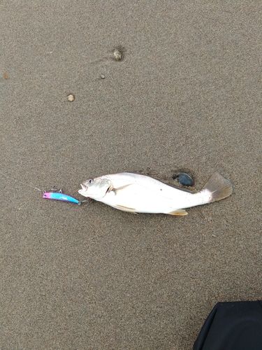 ニベの釣果